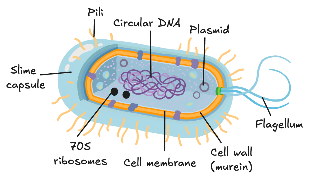 Diagram of a prokaryotic (bacterial) cell showing circular DNA, plasmids, 70S ribosomes, cell wall, capsule and flagellum