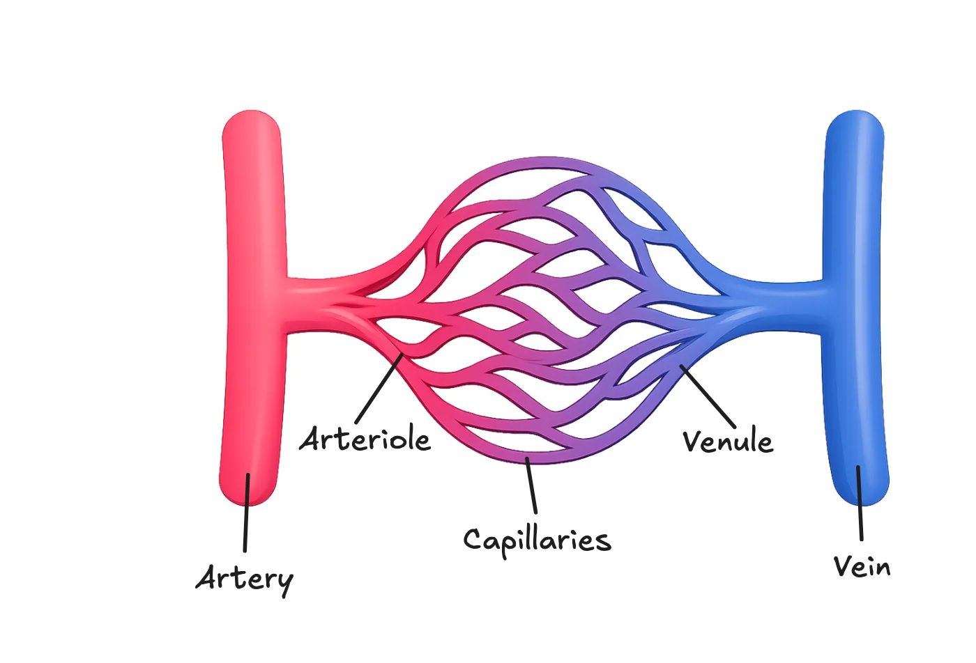 A capillary bed: artery to arteriole, capillaries, venule and vein
