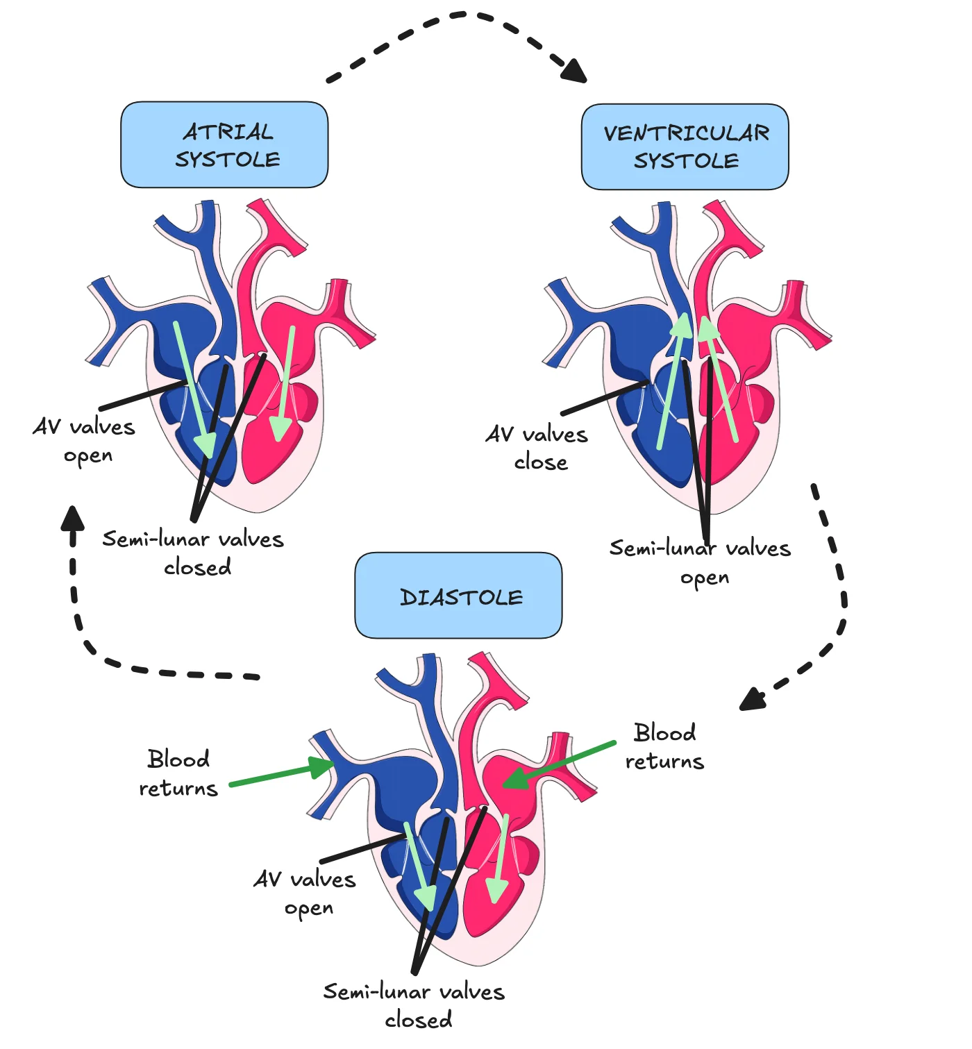 Cardiac Cycle