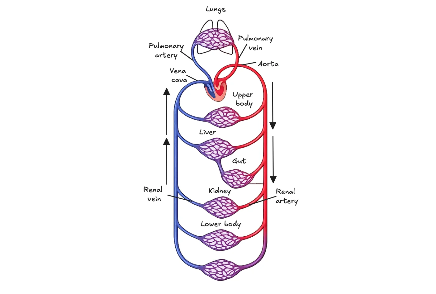 Double circulation: pulmonary circuit to the lungs and systemic circuit to the body, with the renal artery and vein