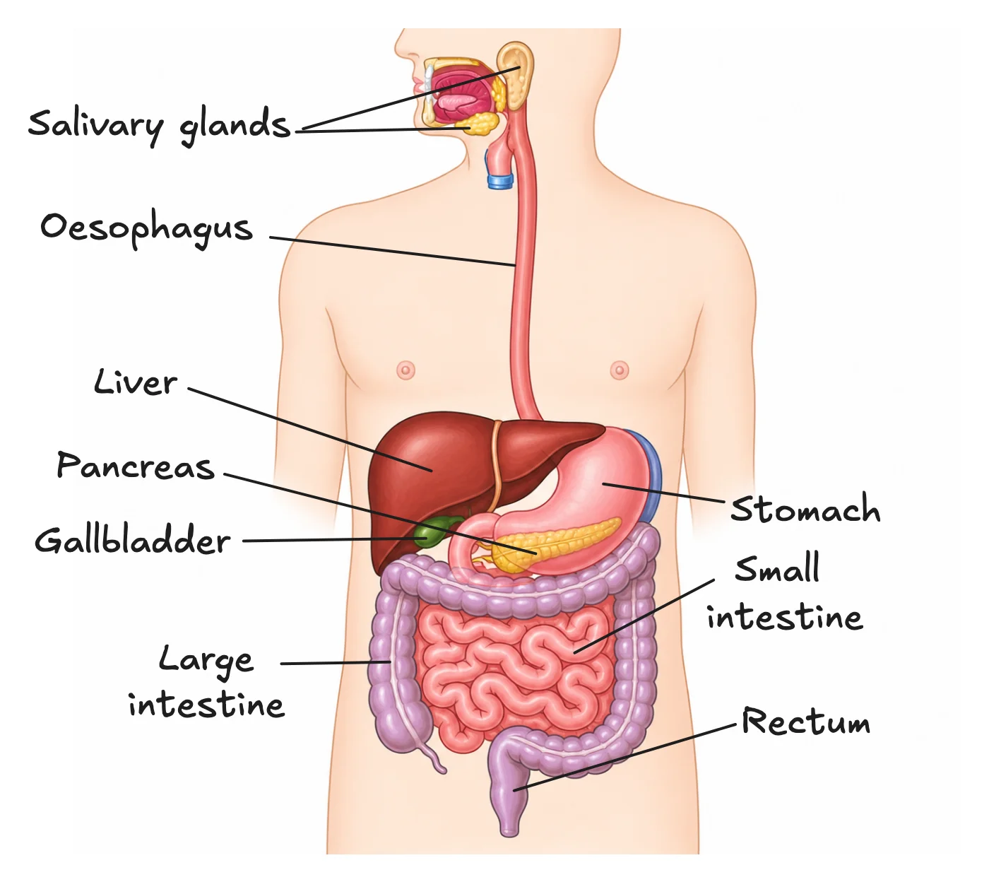 Digestive System Structure