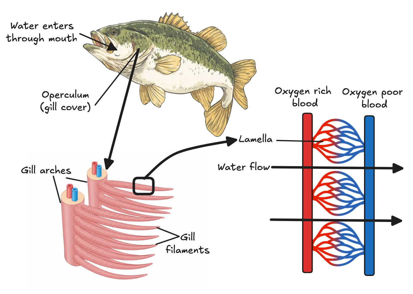 Fish gills: water enters the mouth and passes over gill filaments, which carry lamellae with capillaries