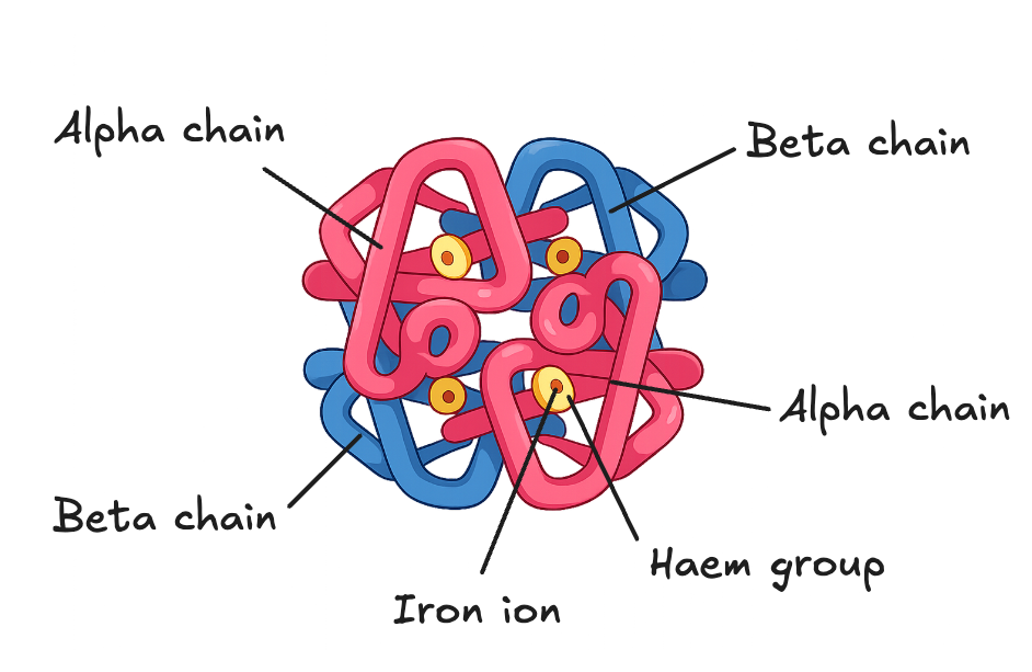 Diagram of haemoglobin showing its four polypeptide subunits, each with a haem group containing iron