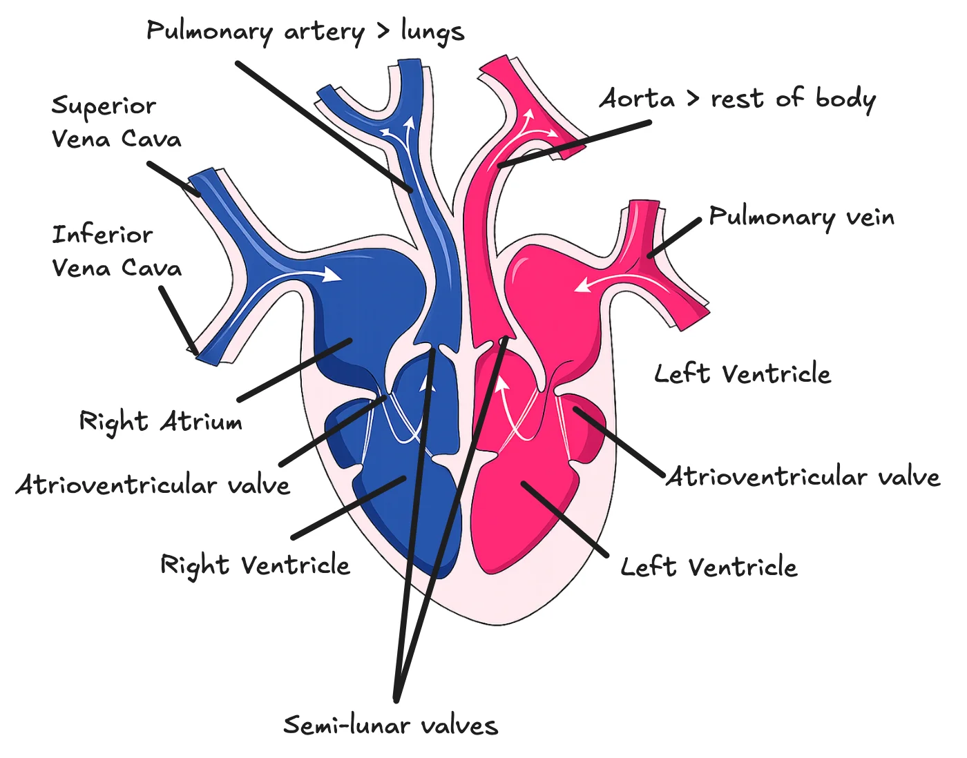 Structure of the heart: four chambers, atrioventricular and semilunar valves, vena cava, pulmonary artery, pulmonary vein and aorta