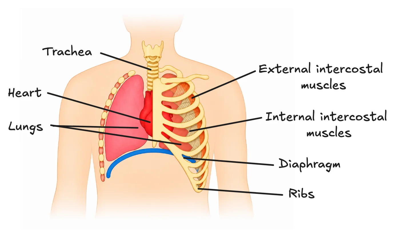 Human chest showing the trachea, lungs, ribs, internal and external intercostal muscles and diaphragm