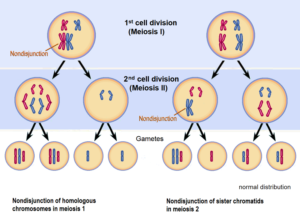 Diagram showing normal meiotic division compared to non-disjunction in Meiosis I and Meiosis II, and the resulting gamete chromosome numbers (n, n+1, n−1)