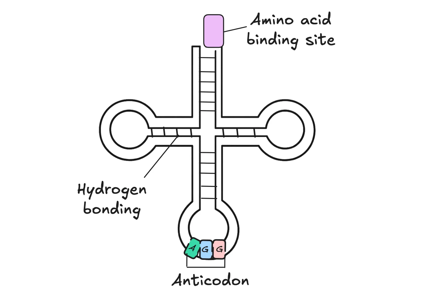 A tRNA molecule: clover-leaf shape held by hydrogen bonds, with an amino acid binding site at the top and an anticodon at the bottom