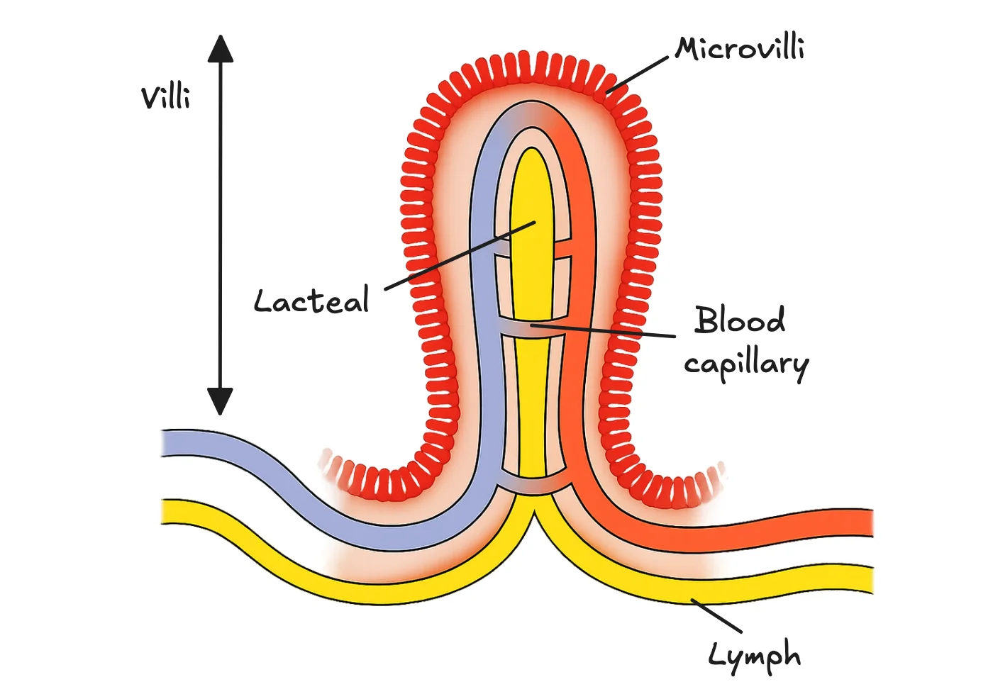 Villi and Microvilli