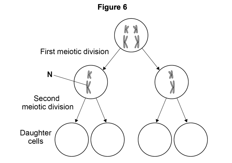 Figure 6 — a cell undergoing meiosis showing the parent cell (two chromosome pairs) and the two cells formed after the first meiotic division. Non-disjunction occurs in the chromosome labelled N during the second meiotic division.