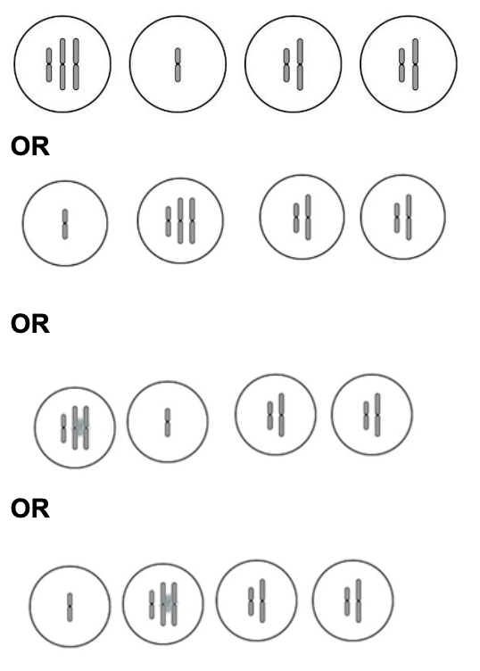 Mark scheme showing four possible correct arrangements of chromosomes in the four daughter cells