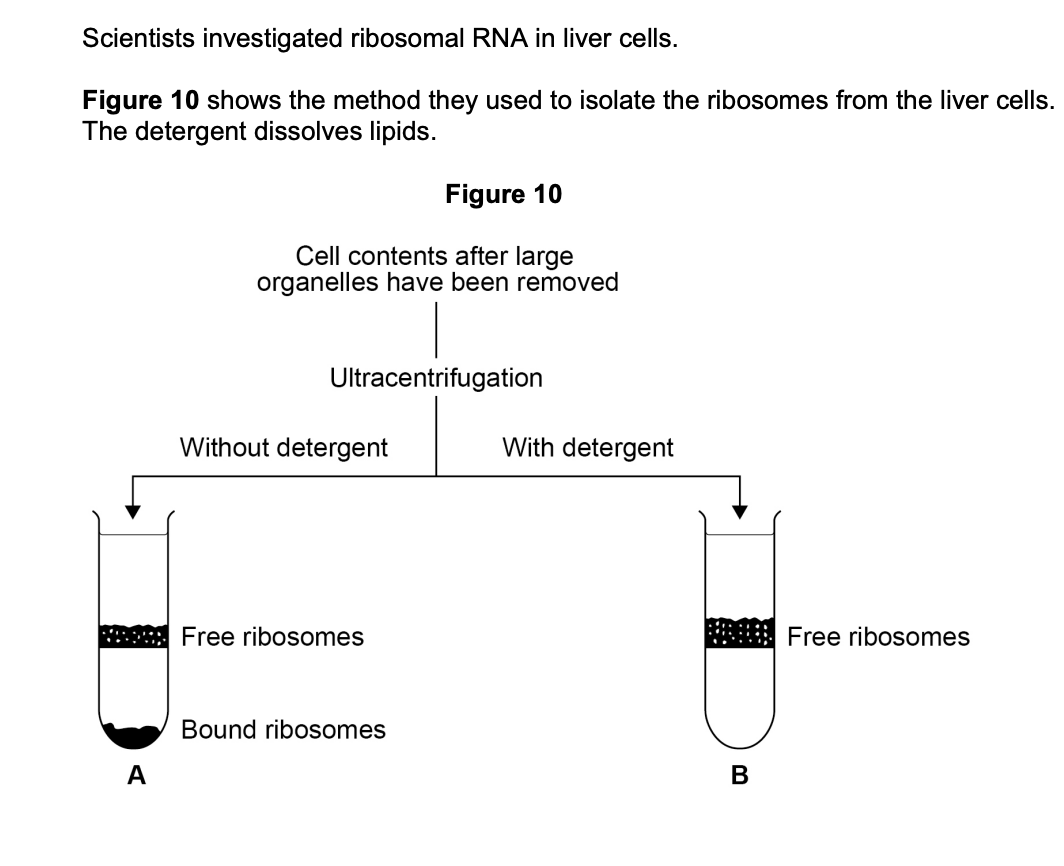 Figure 10 — ribosomes after centrifugation in tubes A and B