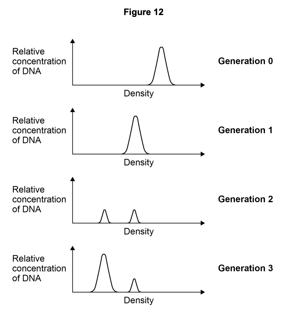 Figure A — the three predicted models for DNA replication (conservative, semi-conservative, dispersive)
