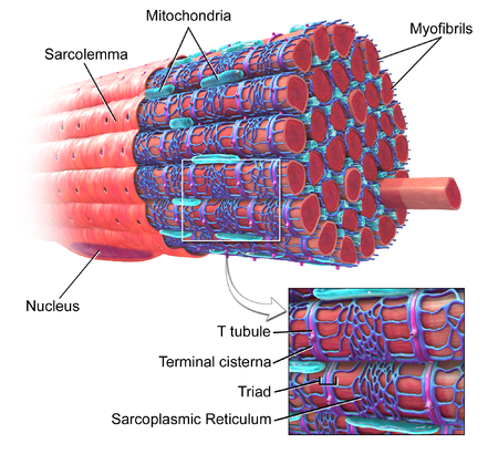T-tubule structure in muscle fibre